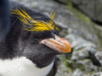 Resting Macaroni Penguin_Wim van Passel