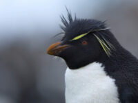 Rockhopper Penguin_Wim van Passel