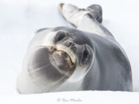 Ross Seal © Ross Wheeler - Oceanwide Expeditions.jpg_Ross Wheeler