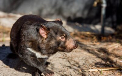 Saffire_Freycinet_Tassie-Devil
