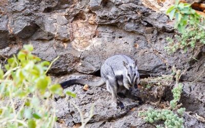 Sal-Salis_Ningaloo-Reef_Black-Footed-Rock-Wallaby