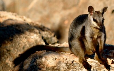 Sal-Salis_Ningaloo-Reef_Rock-Wallaby-Emmy-Sweeney