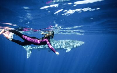 Sal-Salis_Ningaloo-Reef_Whale-Shark-Swimmer