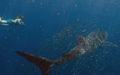 Sal-Salis_Ningaloo-Reef_WhaleShark-Swim