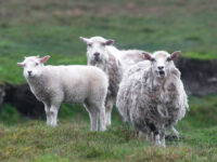 Sheep on Fair Isle © Sara Jenner - Oceanwide Expeditions.jpg_Sara Jenner