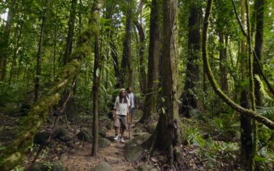 Silky-Oaks-Lodge_The-Daintree_Indigenous-Guided-Bushwalk