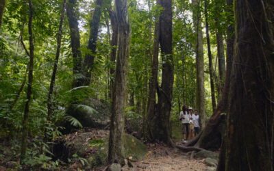 Silky-Oaks-Lodge_The-Daintree_Indigenous-Guided-Walk