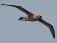 Sooty Albatross © Erwin Vermeulen-Oceanwide Expeditions.jpg_Erwin Vermeulen