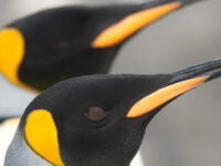 South Georgia, King Penguins_Erwin Vermeulen