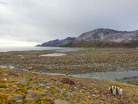 South Georgia landscape, St. Andrews Bay_Robert Wilpernig