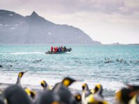 South Georgia © Fotografie Dietmar Denger-Oceanwide Expeditions91.jpg_Dietmar Denger