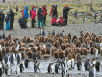 South Georgia_Fortuna Bay_MVL_20151114_4957.jpg_Martin van Lokven