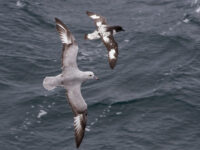 Southern fulmar, Drake passage © Marijke de Boer - Oceanwide Expeditions.jpg_Marijke de Boer