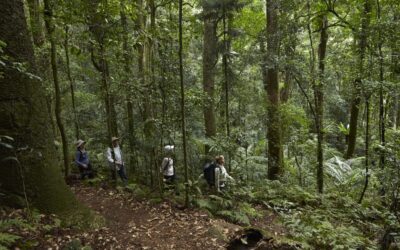 Spicers-Peak-Lodge_Scenic-Rim_Bushwalking