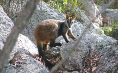 Spicers-Peak-Lodge_Scenic-Rim_Wildlife