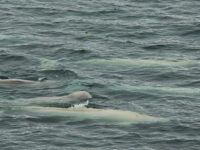 Spitsbergen, Beluga Whales, July © Elke Lindner-Oceanwide Expeditions (1).jpg_Elke Lindner