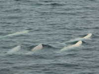 Spitsbergen, Beluga Whales, July © Elke Lindner-Oceanwide Expeditions (2).jpg_Elke Lindner