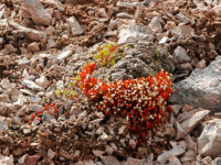 Spitsbergen, Flora (June) © Rinie van Meurs-Oceanwide Expeditions (1).JPG_Rinie van Meurs