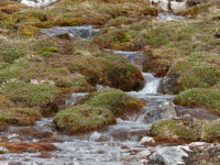 Spitsbergen, Flora (June) © Rinie van Meurs-Oceanwide Expeditions (2).JPG_Rinie van Meurs