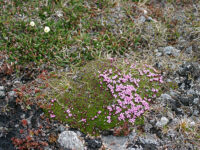 Spitsbergen, Flora (June) © Rinie van Meurs-Oceanwide Expeditions (3).JPG_Rinie van Meurs