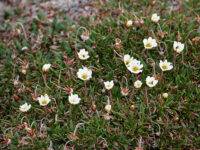 Spitsbergen, Flora (June) © Rinie van Meurs-Oceanwide Expeditions (4).JPG_Rinie van Meurs