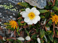 Spitsbergen, Flora (June) © Rinie van Meurs-Oceanwide Expeditions (8).jpg_Rinie van Meurs