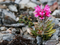 Spitsbergen, Flora (June) © Rinie van Meurs-Oceanwide Expeditions (9).jpg_Rinie van Meurs
