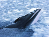 Spitsbergen, Minke Whale © Rinie van Meurs-Oceanwide Expeditions.jpg_Rinie van Meurs