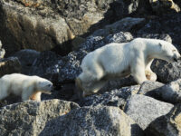 Spitsbergen, Polar Bear, August © Petr Slavik-Oceanwide Expeditions.jpg_Petr Slavik