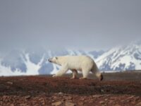 Spitsbergen, Polar Bear, July © Joerg Ehrlich-Oceanwide Expeditions.jpg_Joerg Ehrlich