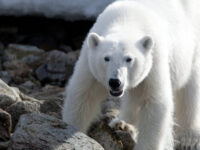 Spitsbergen, Polar Bear © Wim van Passel-Oceanwide Expeditions.jpg_Wim van Passel