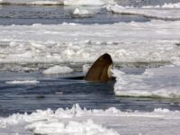 Spy-hopping Orca_Wim van Passel