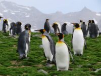 St. Andrews bay_Sanneke van der Sanden