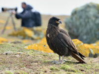 Striated Caracara_Saunders Island_Falkland Islands _November_Martin van Lokven