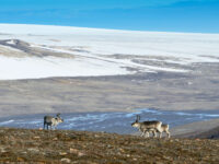 Svalbard Reindeer, Spitsbergen, August © Petr Slavik-Oceanwide Expeditions.jpg_Petr Slavik