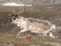 Svalbard Reindeer, Spitsbergen, July © Erwin Vermeulen-Oceanwide Expeditions.jpg_Erwin Vermeulen