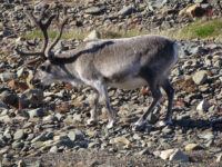 Svalbard Reindeer in Longyearbyen, Spitsbergen July © Oskar Hugentobler-Oceanwide Expeditions.jpg_Oskar Hugentobler