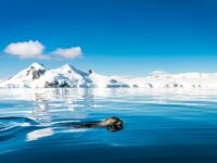 Swimming Fur seal © Dietmar Denger - Oceanwide Expeditions.jpg_Dietmar Denger
