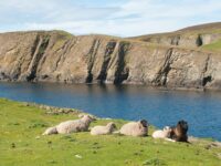 The sheep of Fair Isle lounging in the grass_Erwin Vermeulen