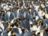 Thousands of King Penguins_Erwin Vermeulen