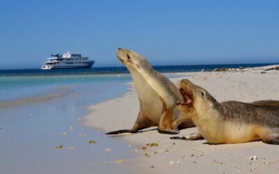 True-North_The-Kimberley_Seals-Southern-Safari