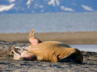 Walrus, Spitsbergen, June © Franco Banfi-Oceanwide Expeditions (1).jpg_Franco Banfi