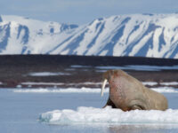 Walrus, Spitsbergen, June © Josh Harrison-Oceanwide Expeditions.jpg_Josh Harrison