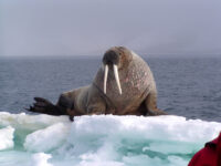 Walrus, Spitsbergen, June © Mike Murphy-Oceanwide Expeditions.jpg_Mike Murphy