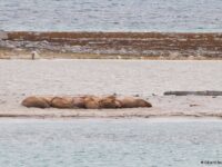 Walrus on Smeerenburg © Gerard Bodineau - Oceanwide Expeditions_Gerard Bodineau