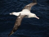 Wandering Albatross, Atlantic Odyssey © Erwin Vermeulen-Oceanwide Expeditions (2).jpg_Erwin Vermeulen