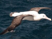 Wandering Albatross, Tristan da Cunha, Atlantic Odyssey © Erwin Vermeulen-Oceanwide Expeditions (4).jpg_Erwin Vermeulen