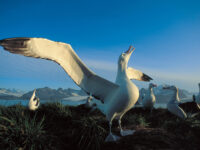 Wandering Albatross stretching its wings_Rinie van Meurs