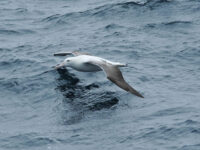 Wandering Albatross © Siegfried Woldhek-Oceanwide Expeditions.jpg_Siegfried Woldhek