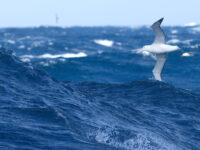 Wandering Albatross © Wim van Passel-Oceanwide Expeditions.jpg_Wim van Passel